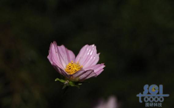 花朵素材