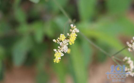 花朵素材