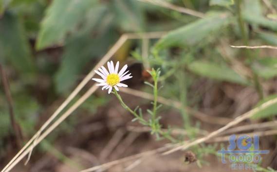 花朵素材