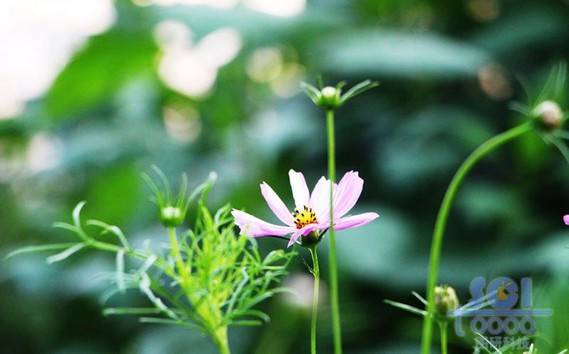 花朵素材