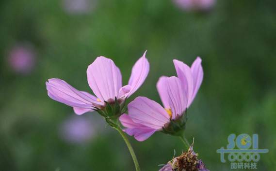 花朵素材