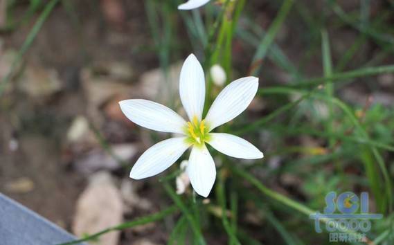 花朵素材