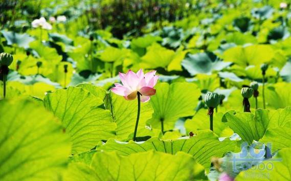 花朵素材