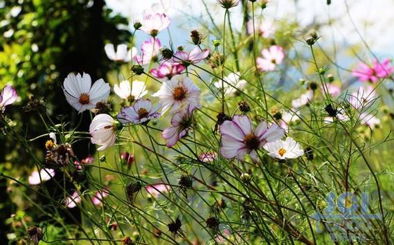 花朵素材