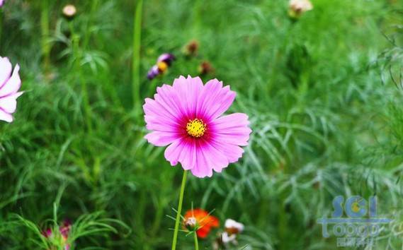 花朵素材