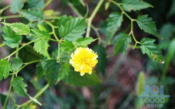 花朵素材