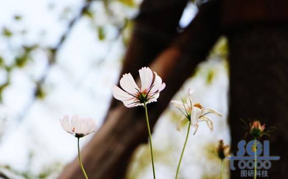 花朵素材