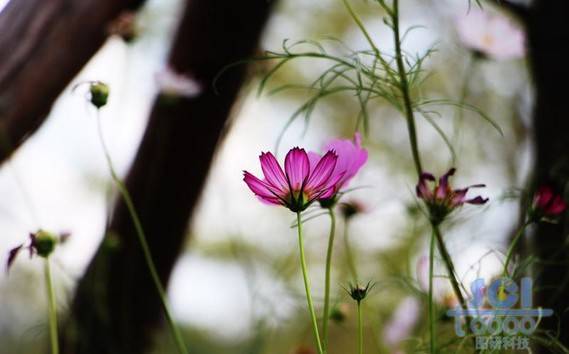 花朵素材