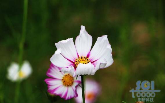 花朵素材