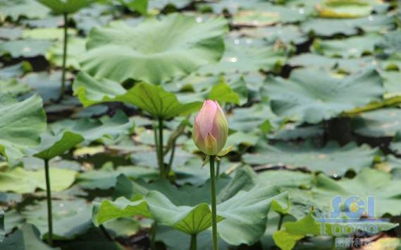 花朵素材