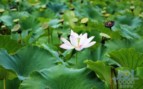 花朵素材