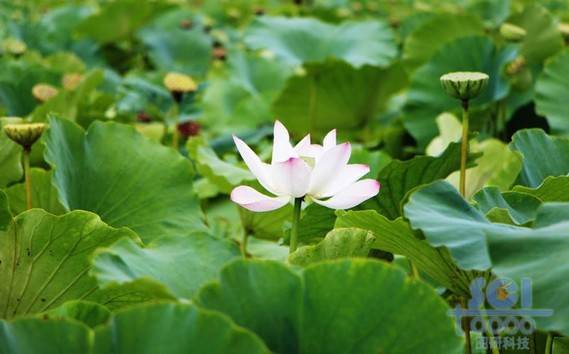 花朵素材