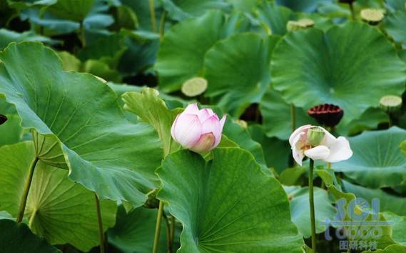 花朵素材