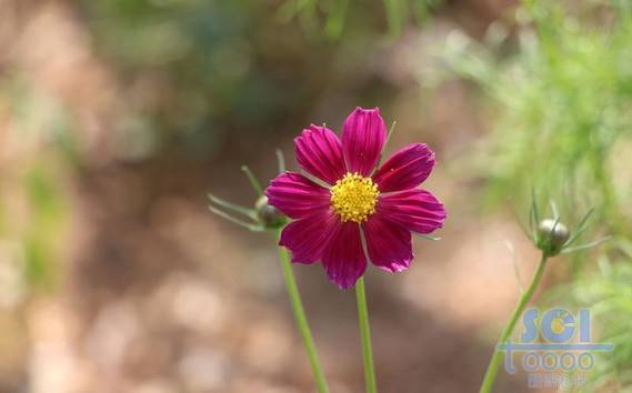 花朵素材