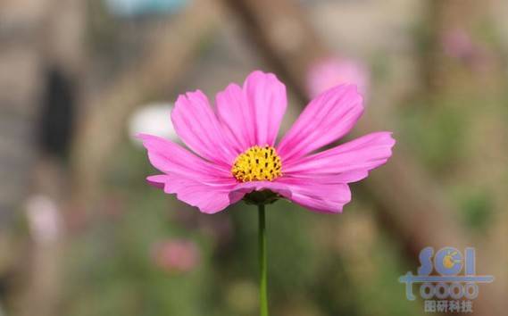 花朵素材