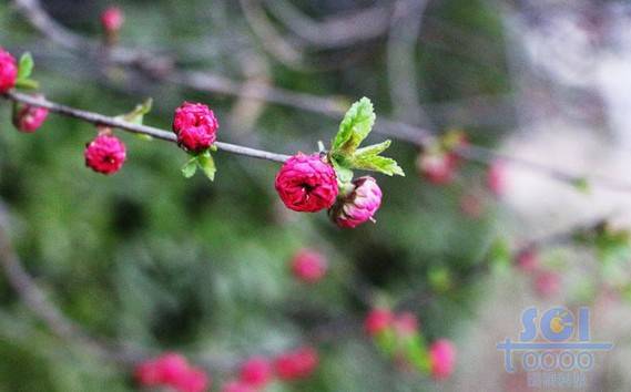 花朵素材