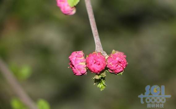 花朵素材