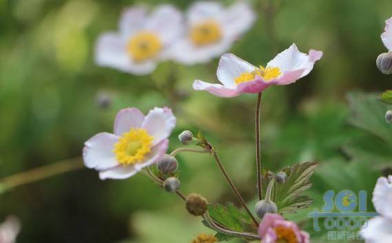 花朵素材