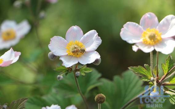 花朵素材