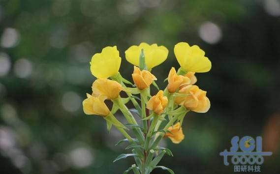 花朵素材