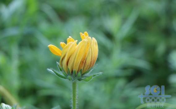 花朵素材