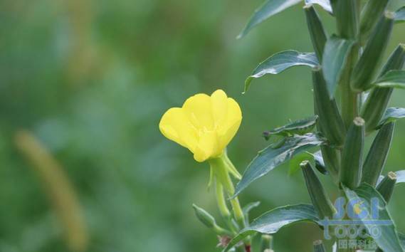 花朵素材