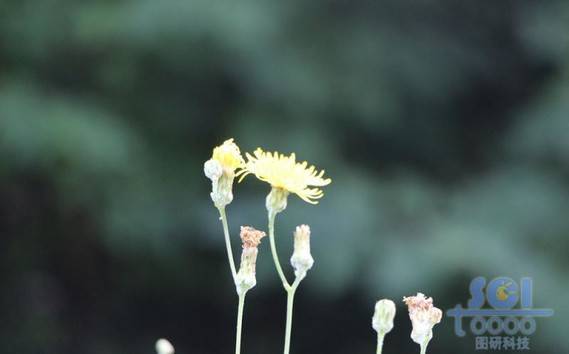 花朵素材