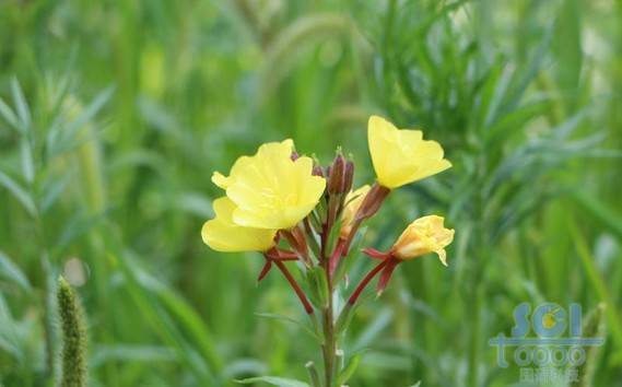 花朵素材