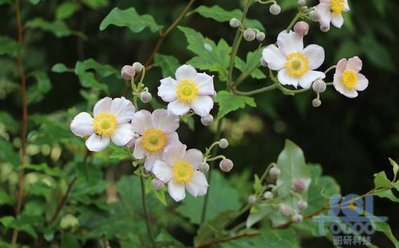 花朵素材