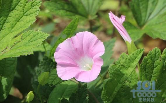 花朵素材