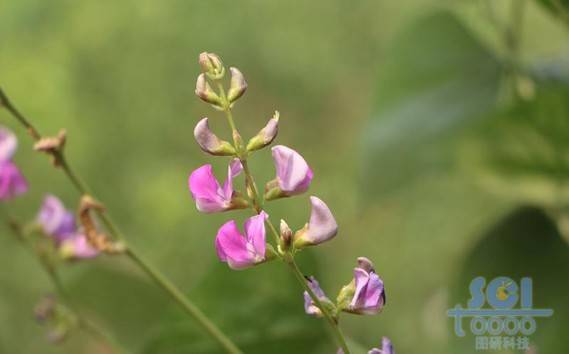 花朵素材