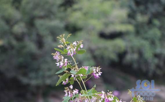 花朵素材