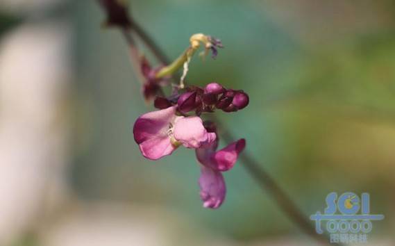 花朵素材