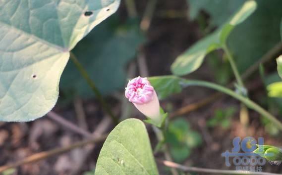 花朵素材