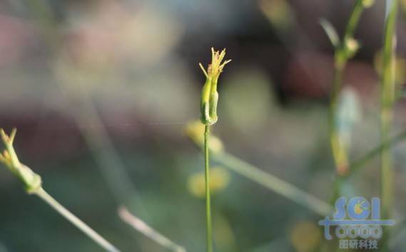 花朵素材