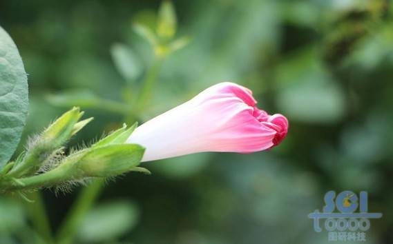 花朵素材