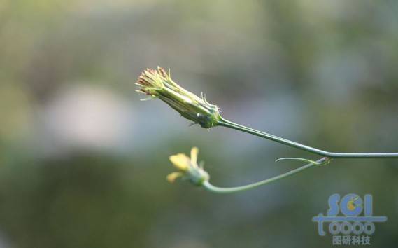 花朵素材