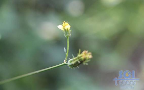 花朵素材