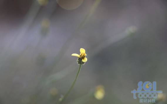 花朵素材