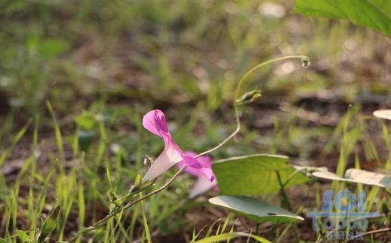 花朵素材