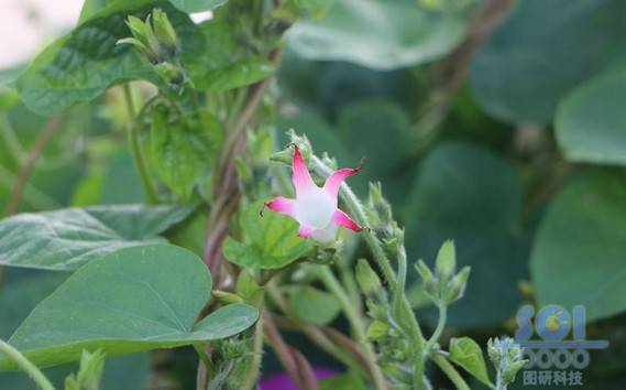 花朵素材