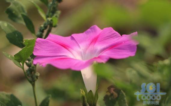 花朵素材