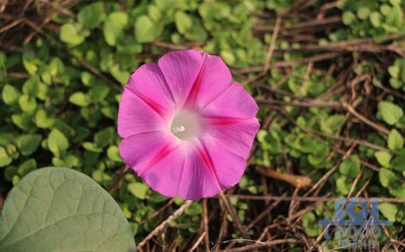 花朵素材