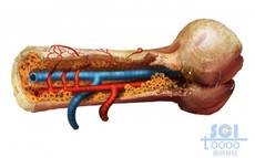 带静脉动脉血管的骨髓腔