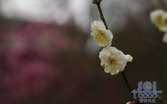 花朵素材