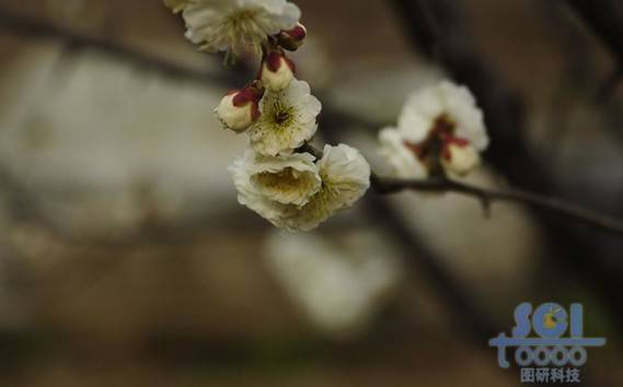 花朵素材