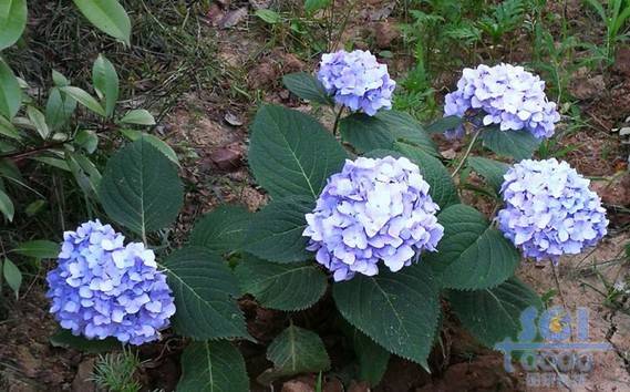 花朵素材