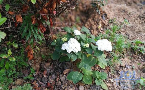 花朵素材