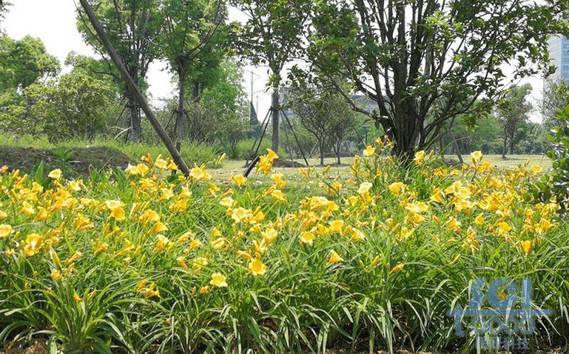 花朵素材