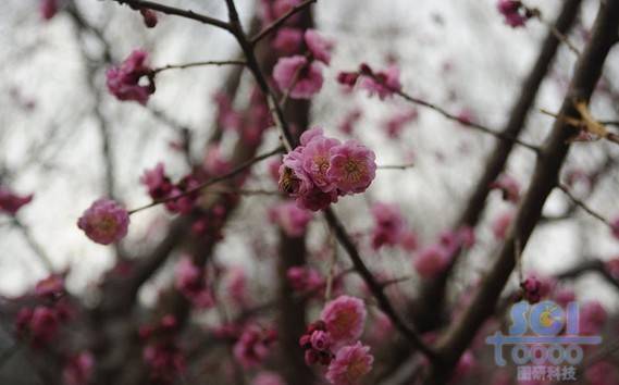 花朵素材